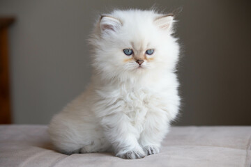 British Longhair kitten