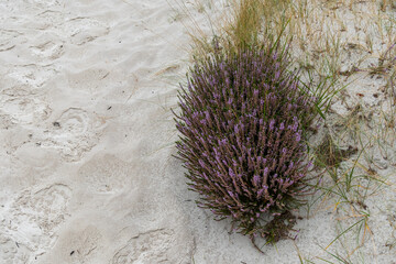heather in bloom in the Schoorlse Duinen, Netherlands