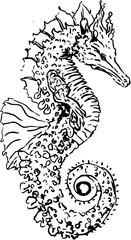 hippocampus Sea, ocean related object. Hand drawn minimal design. Perfect for wallpaper, template, banner, wall decor, print, postcard, cover. Vector illustration