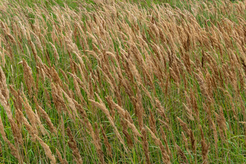 golden flowering tall grass in the wind