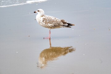 seagull with mirror image at the sea