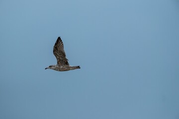 seagull flies in the blue sky