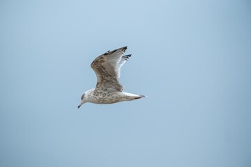seagull flies in the blue sky
