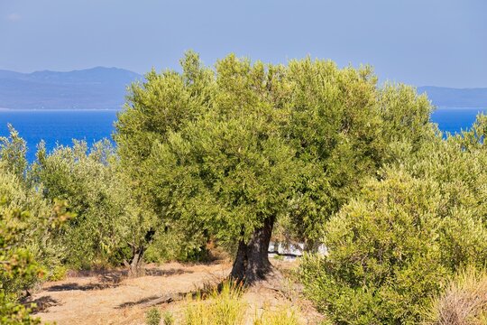 olive tree in pefkochori, greece