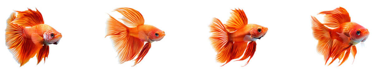 Fototapeta premium Set, collection of Beautiful red Beta fish isolated on transparent background.