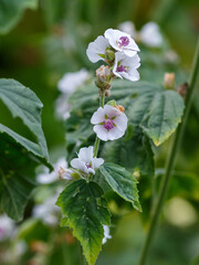 Marshmallow flower in garden. Althaea officinalis.