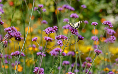 Obraz premium The swallowtail ( lat. Papilio machaon) on Verbena bonariensis flowers (Argentinian Vervain or Purpletop Vervain, Tall Verbena, Pretty Verbena) in garden . Floral background