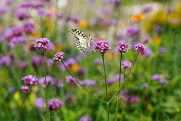  The swallowtail ( lat. Papilio machaon) on Verbena bonariensis flowers (Argentinian Vervain or Purpletop Vervain, Tall Verbena, Pretty Verbena) in garden . Floral background