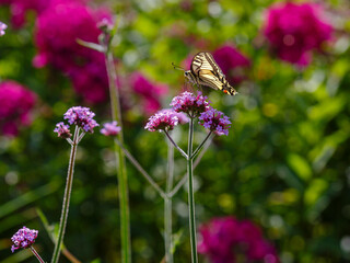 The swallowtail ( lat. Papilio machaon) on Verbena bonariensis flowers (Argentinian Vervain or Purpletop Vervain, Tall Verbena, Pretty Verbena) in garden . Floral background.