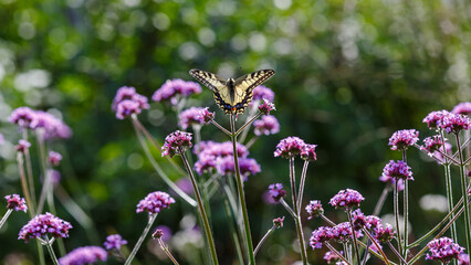 The swallowtail ( lat. Papilio machaon) on Verbena bonariensis flowers (Argentinian Vervain or Purpletop Vervain, Tall Verbena, Pretty Verbena) in garden . Floral background.