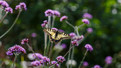 The swallowtail ( lat. Papilio machaon) on Verbena bonariensis flowers (Argentinian Vervain or Purpletop Vervain, Tall Verbena, Pretty Verbena) in garden . Floral background.