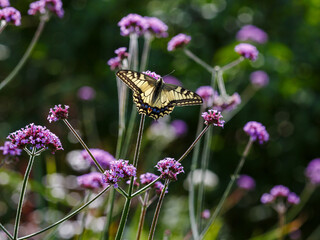 The swallowtail ( lat. Papilio machaon) on Verbena bonariensis flowers (Argentinian Vervain or Purpletop Vervain, Tall Verbena, Pretty Verbena) in garden . Floral background.