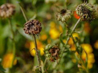 Seeds of the medicinal plant caledula, or marigold ( Latin- Calendula )