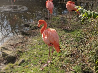 Flamingos standing by water