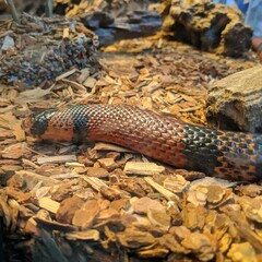 Snake in terrarium