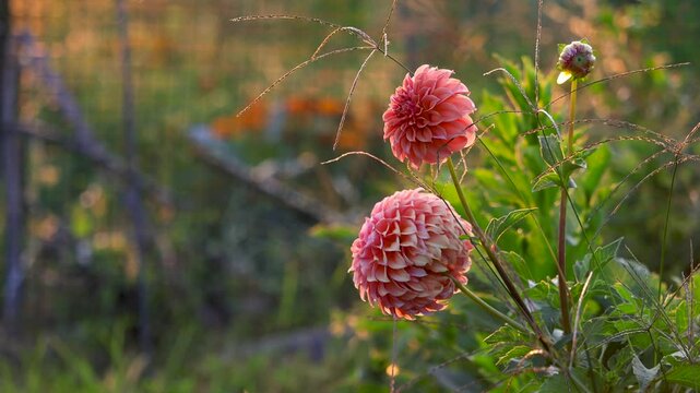 Close up view of pink Dahlia flowers in the garden