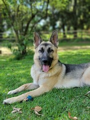 german shepherd dog