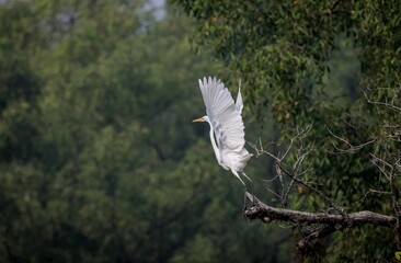 great egret in flight.this photo was taken from sundarbans national park,Bangladesh.
