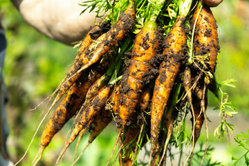 Freshly harvested carrots held in a hand, soil-covered, in a garden with green background. Concept of organic farming and fresh produce