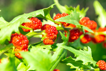 Close-up of vibrant red berries Blitum virgatum on a green leafy branch with a blurred natural background. Concept of fresh produce and nature's bounty