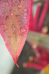 Top view, close up of, a tip of a Cordyline leaf after, rainstorm
