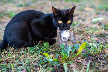 A black cat caught a sparrow and holds it in its mouth and lies on the grass looking towards the camera