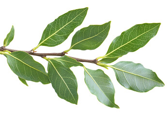 Obraz premium Green leaves are isolated on a transparent background