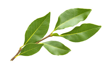 Fototapeta premium Green leaves are isolated on a transparent background