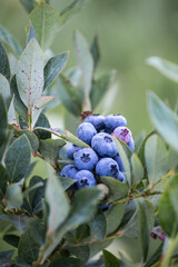 Great bilberry. Vaccinium sect. Cyanococcus. Blueberry. Blue berries on the bush. Delicious sweet berries. Healthy food. Natural vitamins.
