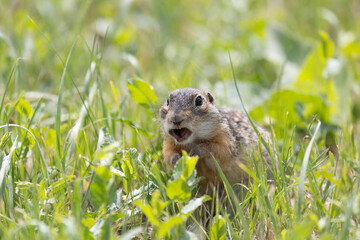 Speckled ground squirrel animal sits among the green grass