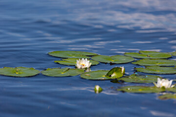 Beautiful white water lily close up