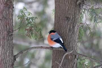 Fototapeta premium Male bullfinch sits on a tree, close up