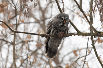 Great gray owl sitting on a tree branch with a caught mouse