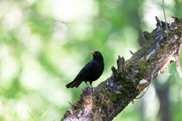 Obraz premium A male blackbird in spring close up