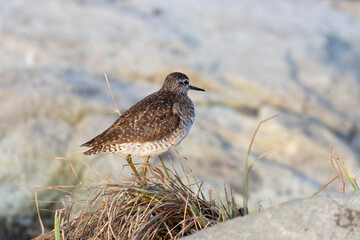 Female Ruff (bird) stands on the shore of the lake