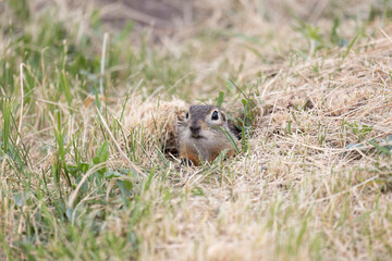 Speckled ground squirrel animal peeks out of a hole