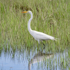 Great Egret in the Mattapoisett River estuary, Massachusetts 