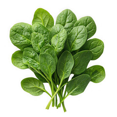 Fototapeta premium Spinach isolated on a transparent background png file no background_1 png file