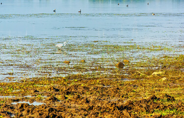 Egret wading in shallow waters of Lake Kerkini