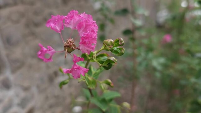 Vibrant Queen&rsquo;s Crape Myrtle also known as Jarul, Ajar, Tamhana, Motha Bondara or Pride of India blooms grace the landscape