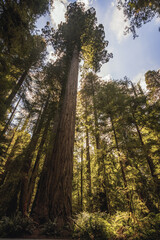 Redwood Trees. California. United States.
