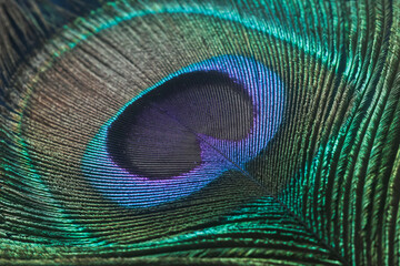 peacock feather close up