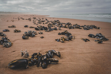 Obraz premium Creatures from the Sea