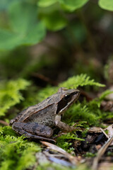 Frosch