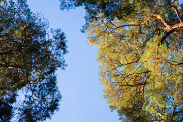 crown of pine trees on blue sky view from below. pine forest