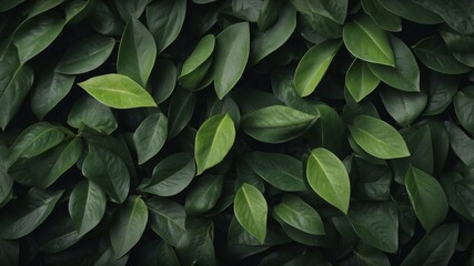 Fototapeta premium closeup tropical green leaf background flat lay fresh wallpaper banner idea.