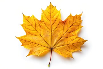 Fototapeta premium isolated, worm's eye view, maple leaf,yellow, Yellow autumn maple leaf isolated on white background in worm s eye view