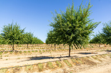 Perspective of Almond Trees in Rows with Drip Irrigation and Clear Blue Sky.