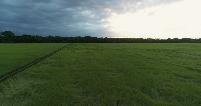 atardecer en una finca de arroz, colores verdes y primaberales.