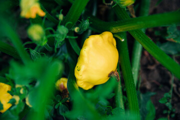 Green leaves and a yellow pumpkin in the garden. Natural background. Autumn harvest.